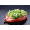 Cress hedgehog \45100